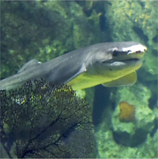 Tiburón Gatopardo