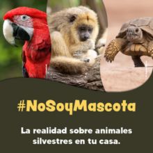 #NoSoyMascota, una campaña para desalentar la demanda de fauna silvestre como  animales domésticos