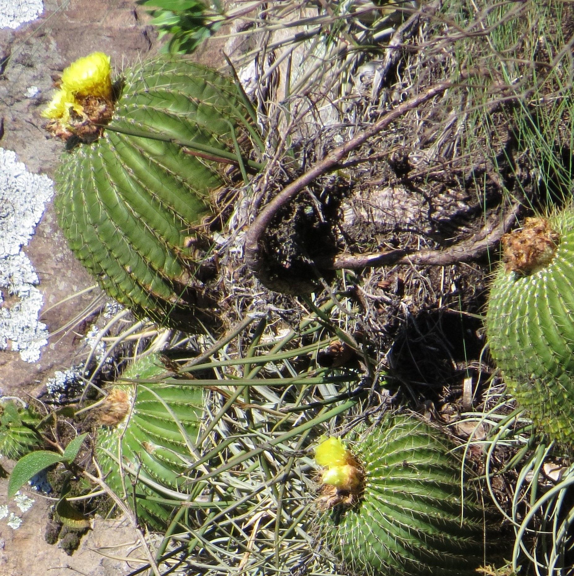Cactus Parodia
