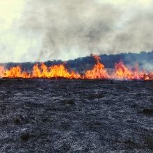 El manejo del fuego para prevenir pérdida de biodiversidad