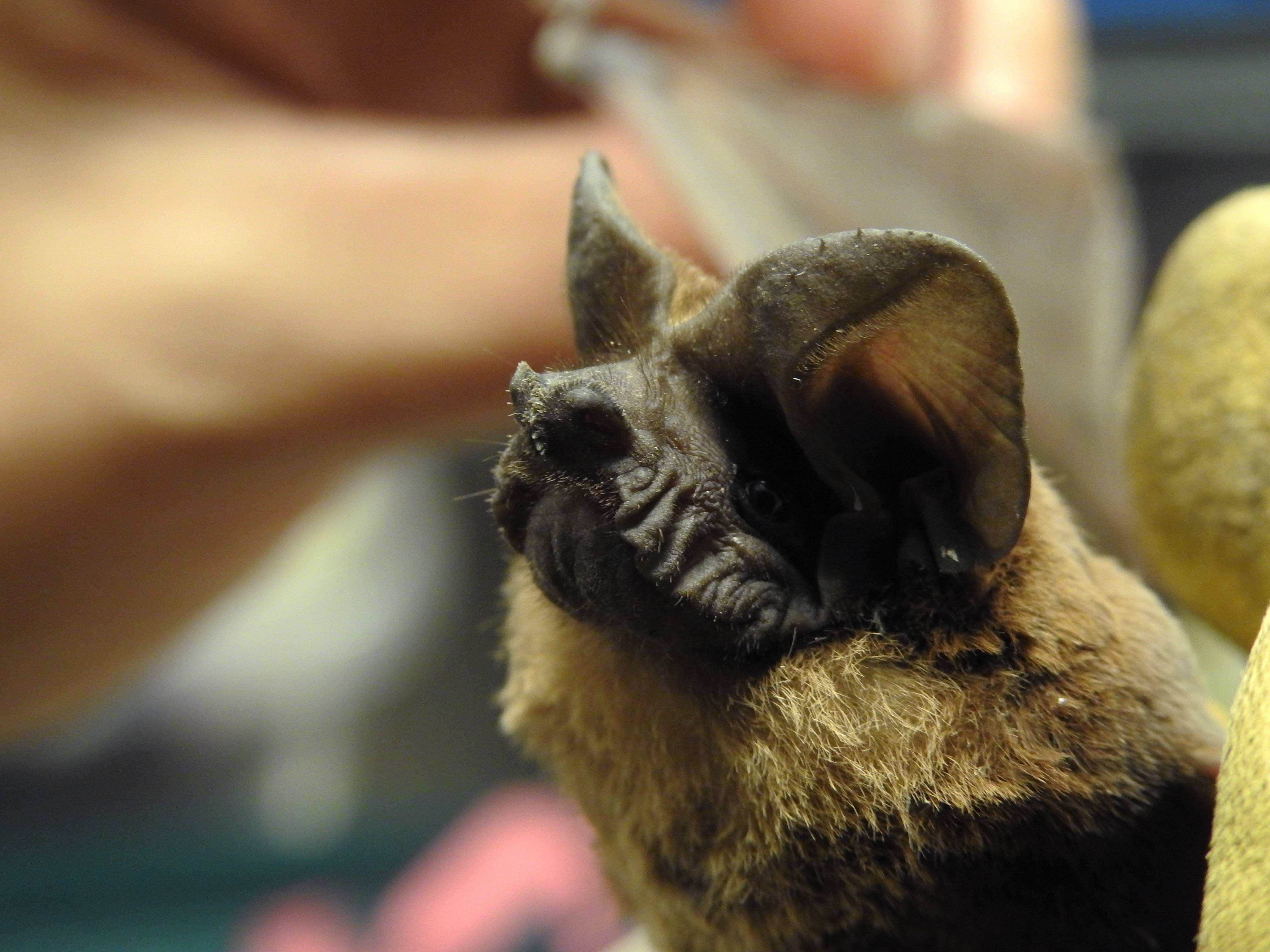 Una de cada cuatro especies de murciélagos de la Argentina viven en la Reserva Natural Osununú
